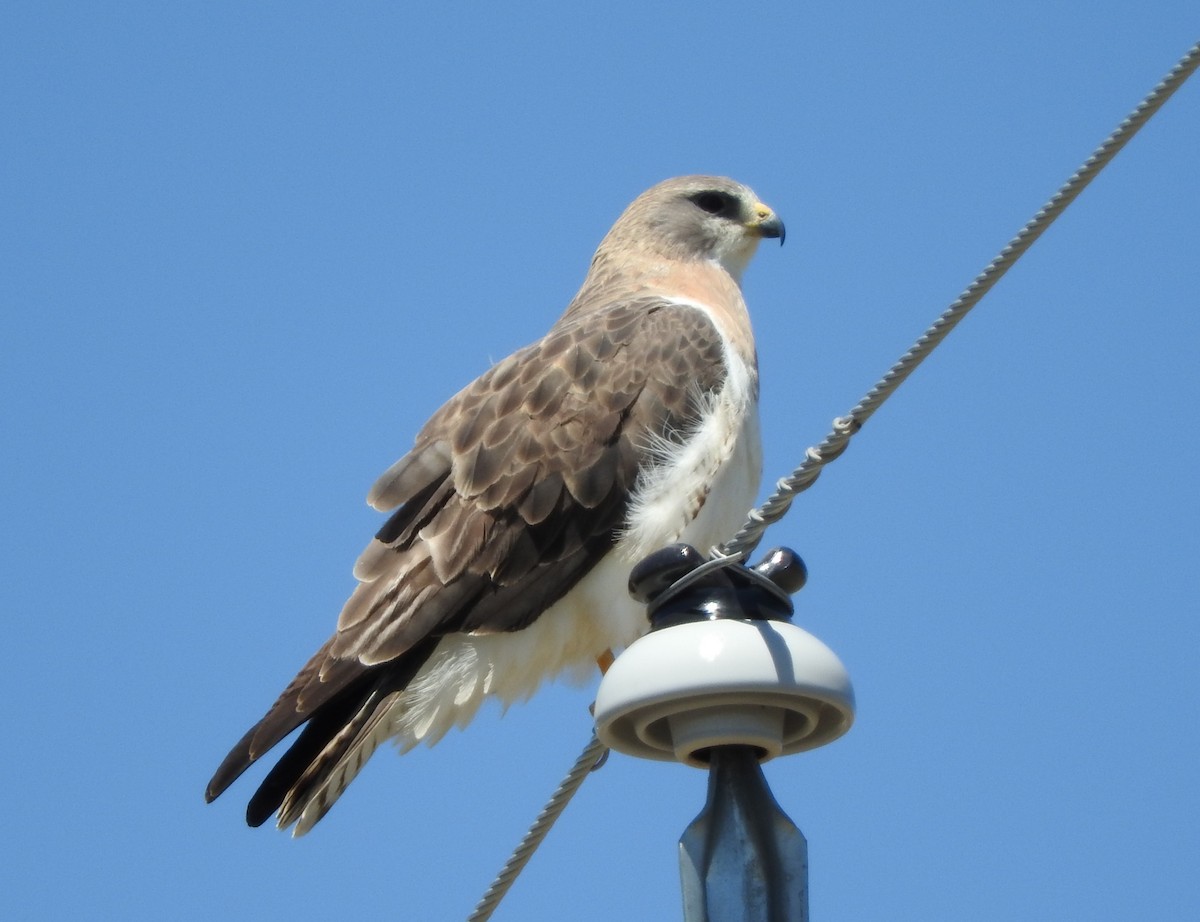 Swainson's Hawk - ML29980581