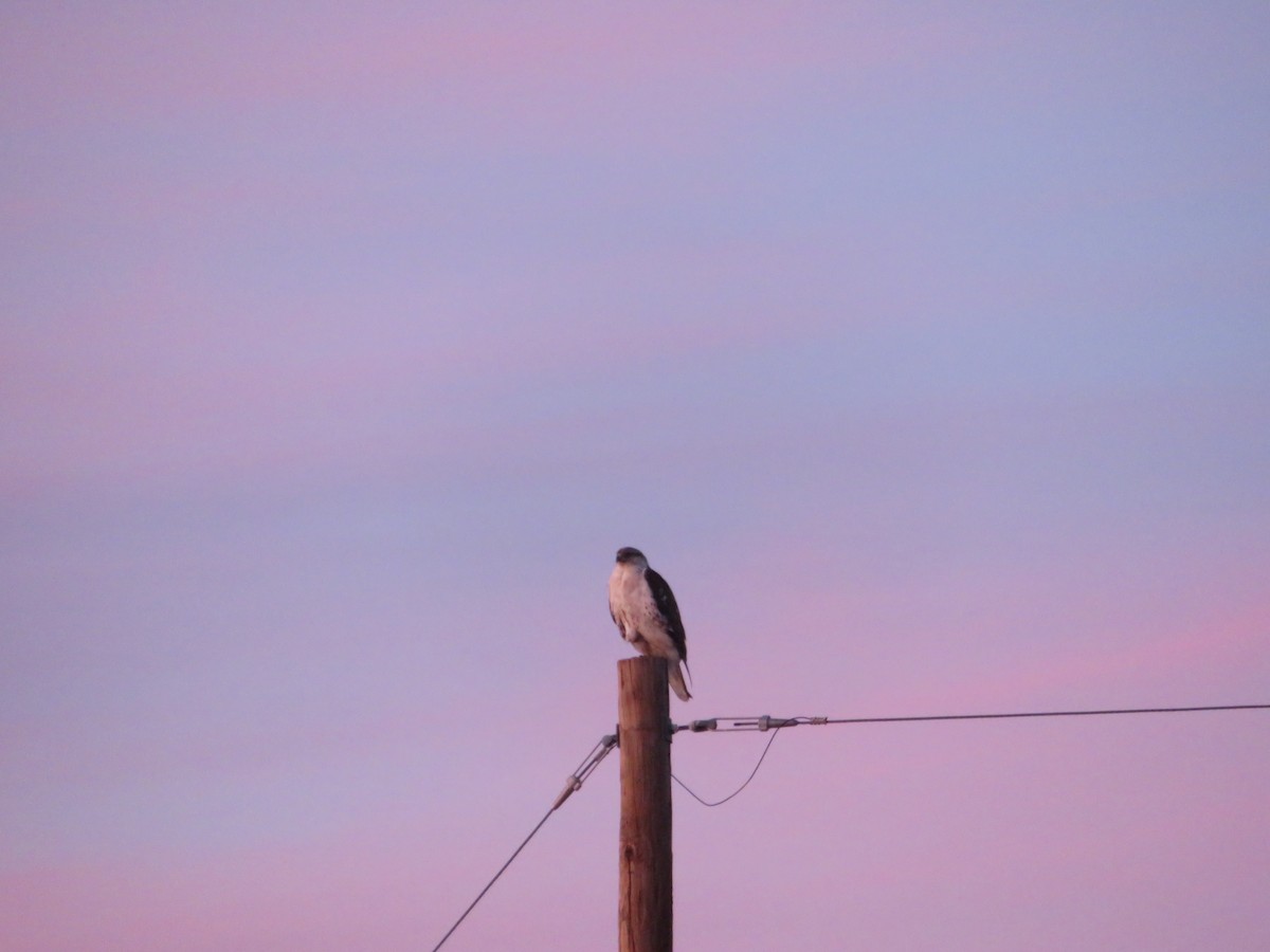 Ferruginous Hawk - ML299805961