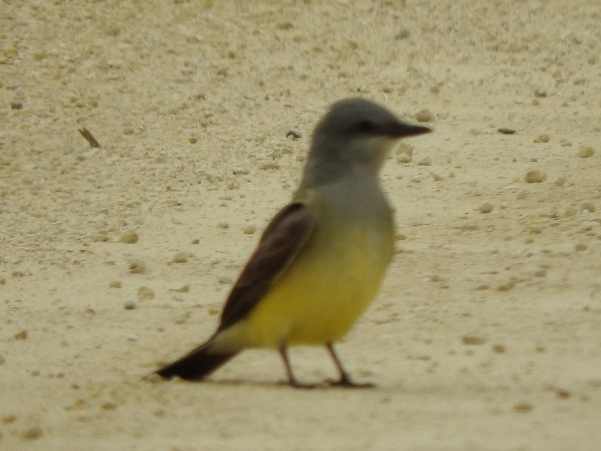 Western Kingbird - ML29980821