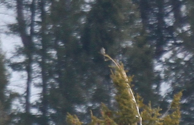 Northern Pygmy-Owl - ML299809561