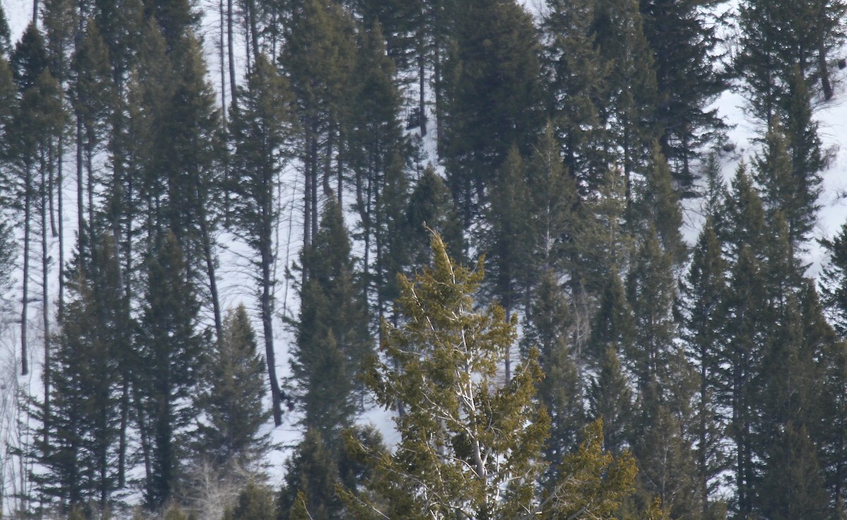 Northern Pygmy-Owl - ML299809571