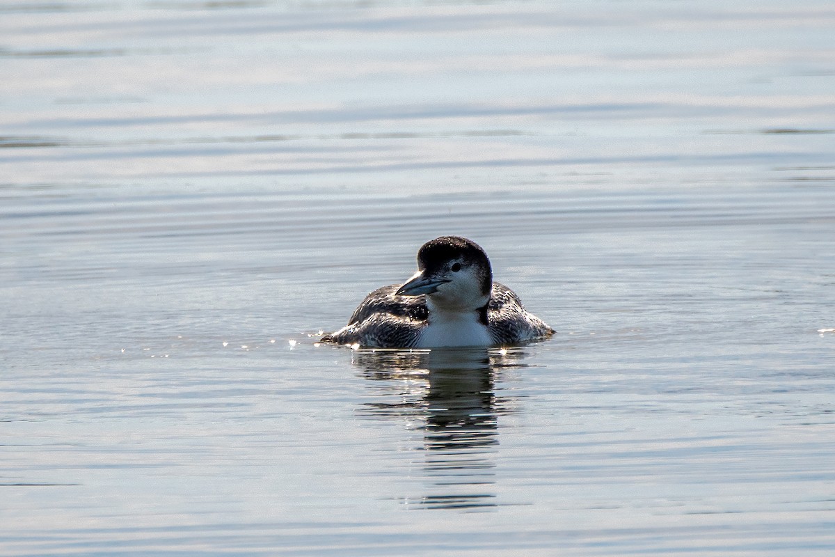 Common Loon - ML299809581