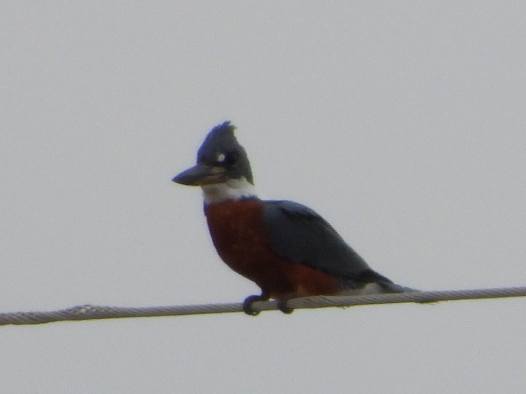 Ringed Kingfisher - ML299813461