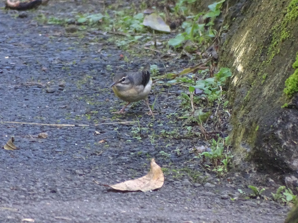 Gray Wagtail - ML299813851