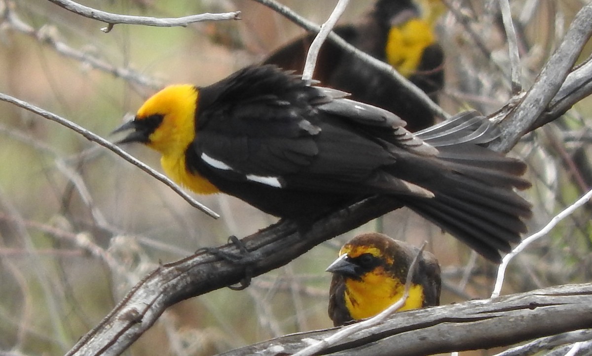 Yellow-headed Blackbird - ML29981431