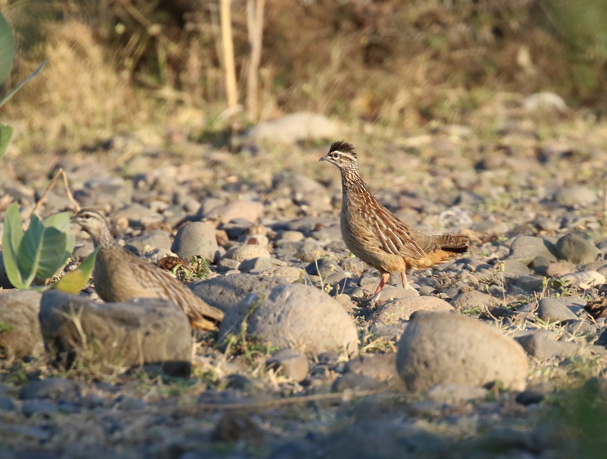 Crested Francolin - ML299814861