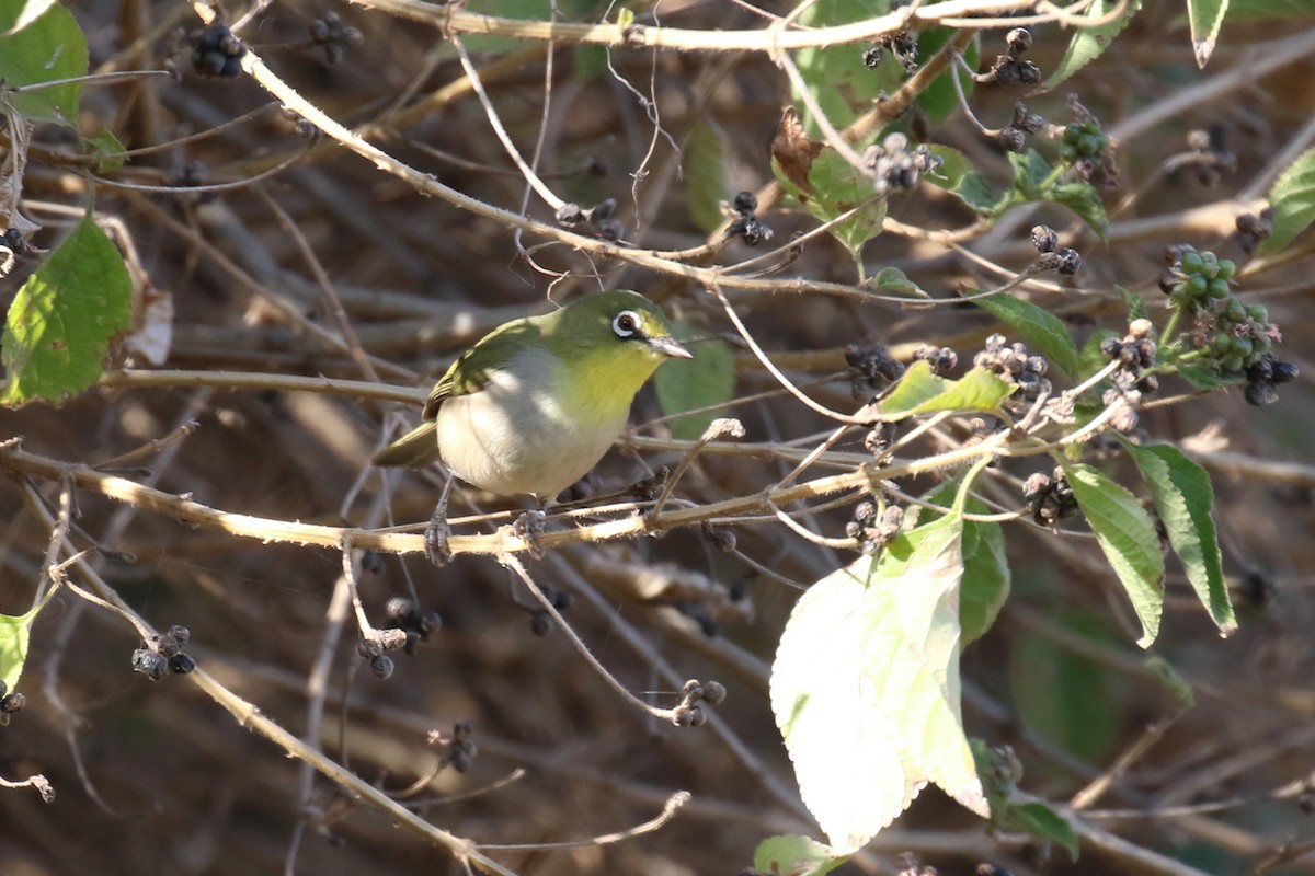 Heuglin's White-eye - ML299815191