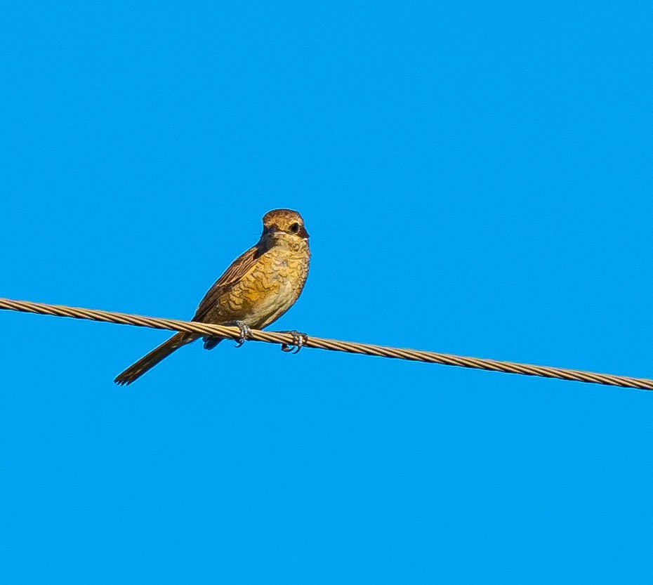 Brown Shrike - ML299818801