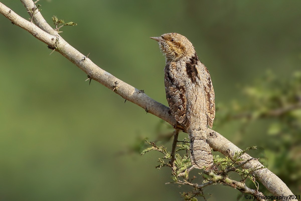 Eurasian Wryneck - ML299820831