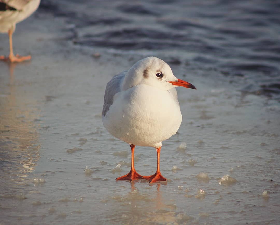 Black-headed Gull - ML299821271