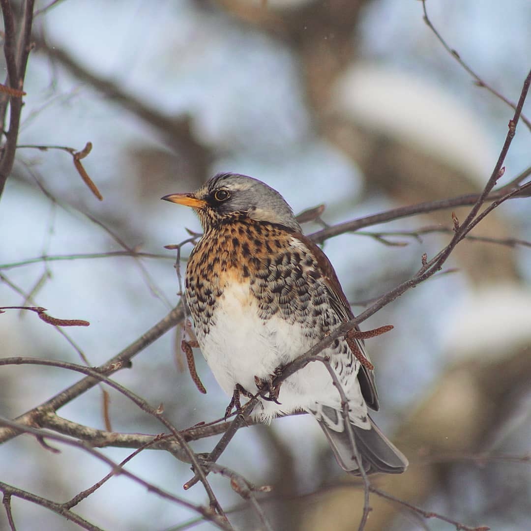 Fieldfare - ML299821341