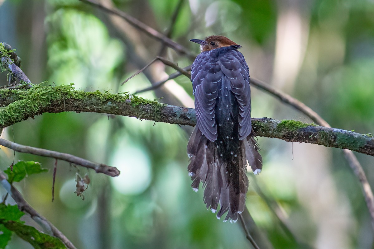 Pavonine Cuckoo - ML299822101