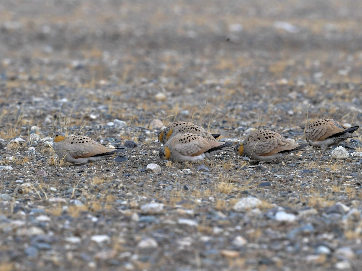 Tibetan Sandgrouse - ML299824821