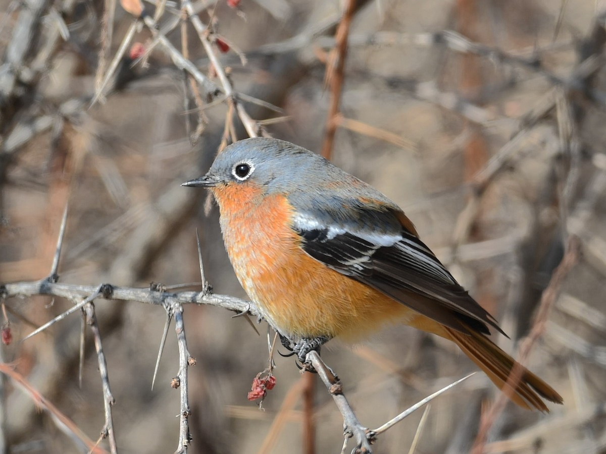 Ala Shan Redstart - ML299824971