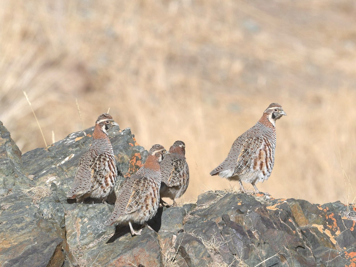 Tibetan Partridge - ML299825051