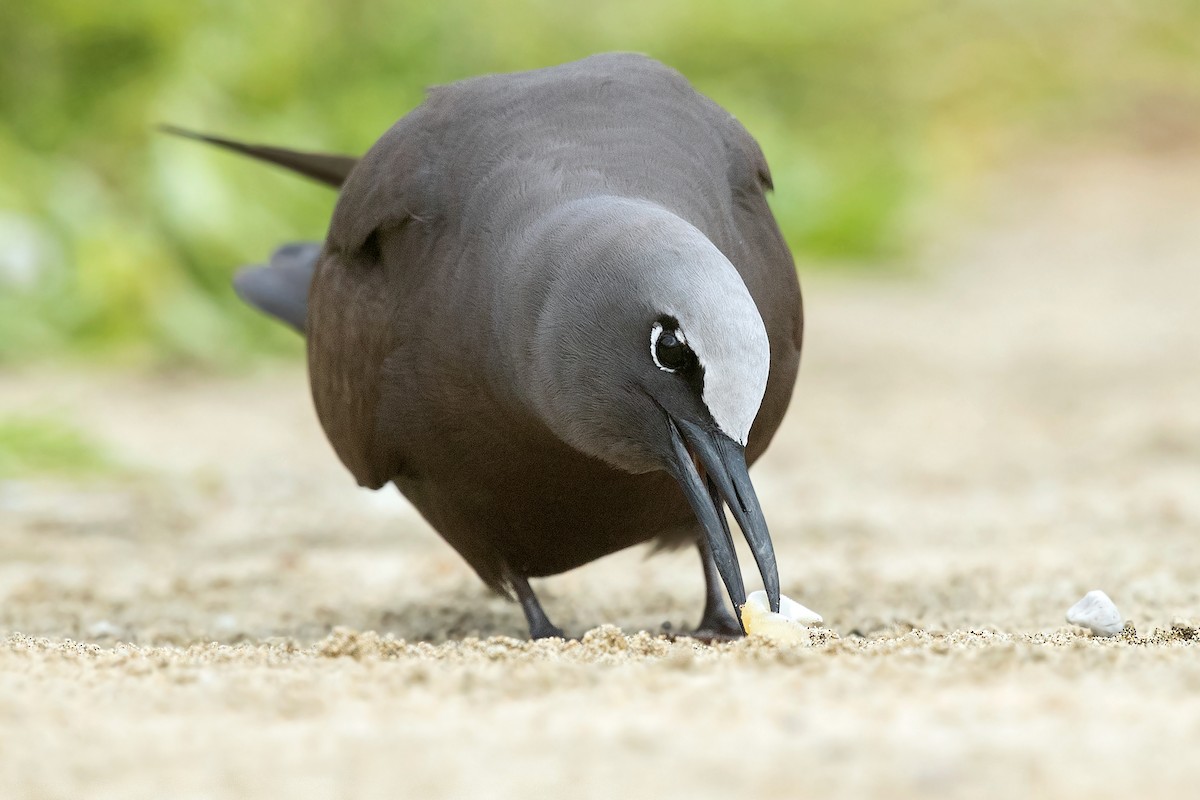 クロアジサシ - ML299825941