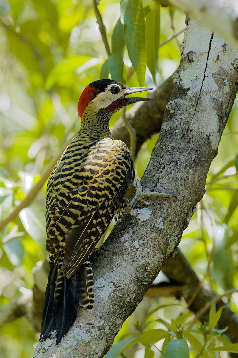 Green-barred Woodpecker - ML299828841