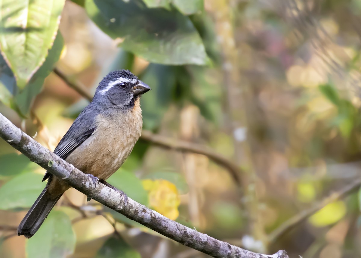 Thick-billed Saltator - Caio Brito