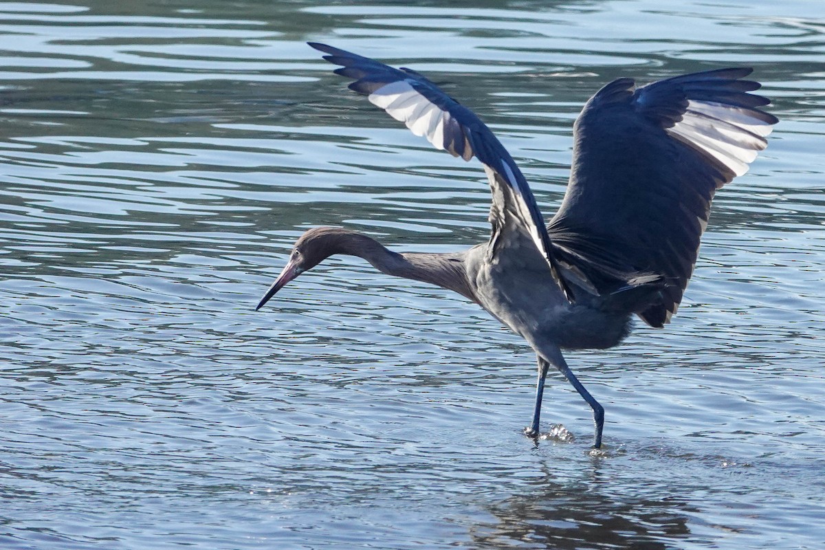 Reddish Egret - ML299831721