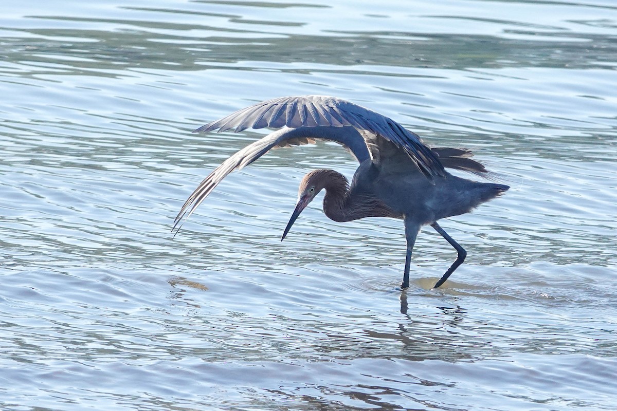 Reddish Egret - ML299831761