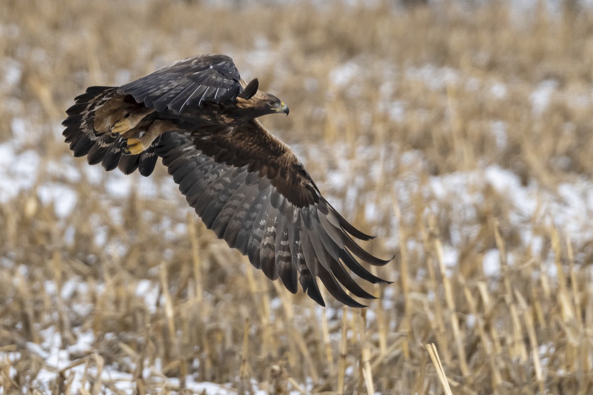 Golden Eagle - ML299832871