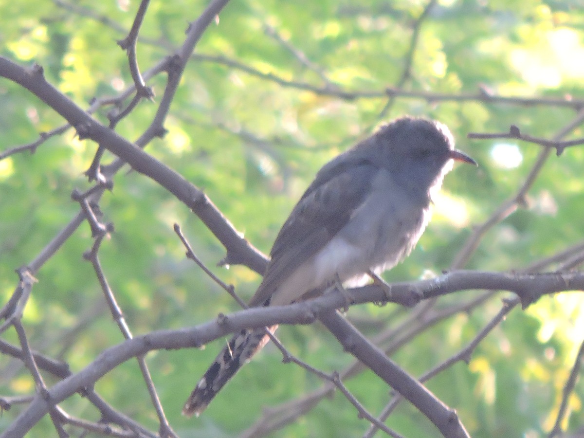 Fork-tailed/Square-tailed Drongo-Cuckoo - ML299833371