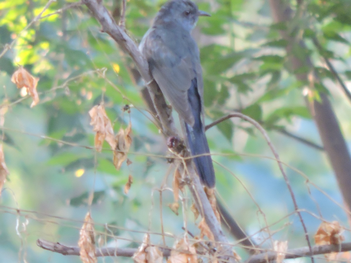 Fork-tailed/Square-tailed Drongo-Cuckoo - ML299833431