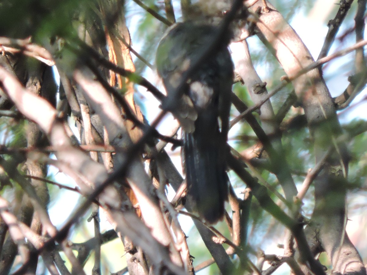 Fork-tailed/Square-tailed Drongo-Cuckoo - ML299833441