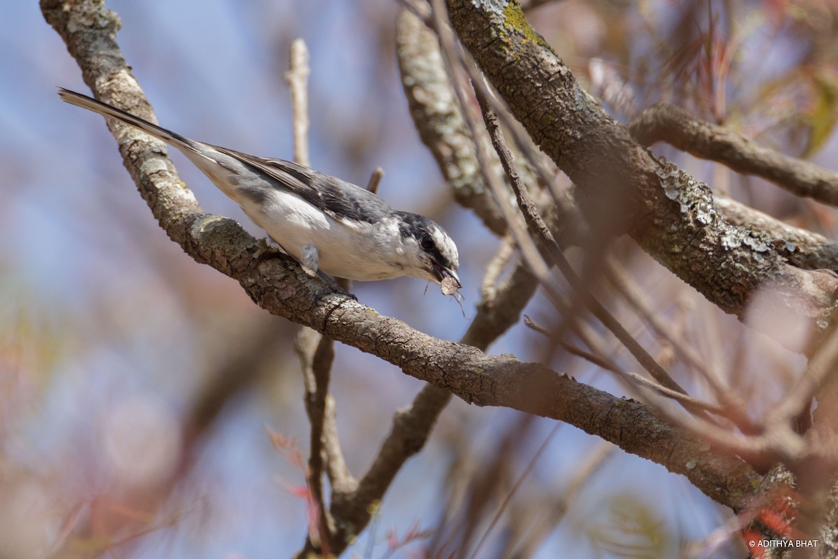 Kül Rengi Minivet - ML299833631