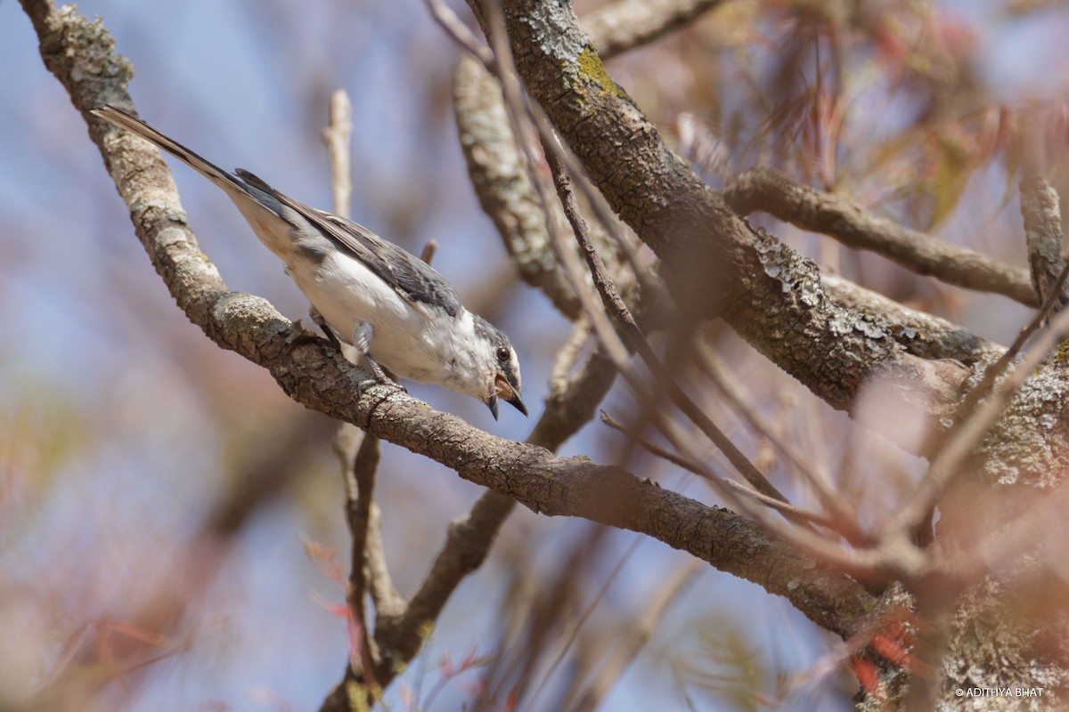 Ashy Minivet - ML299833641