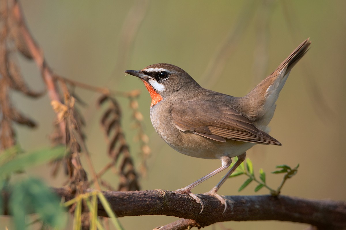 Siberian Rubythroat - ML299833741