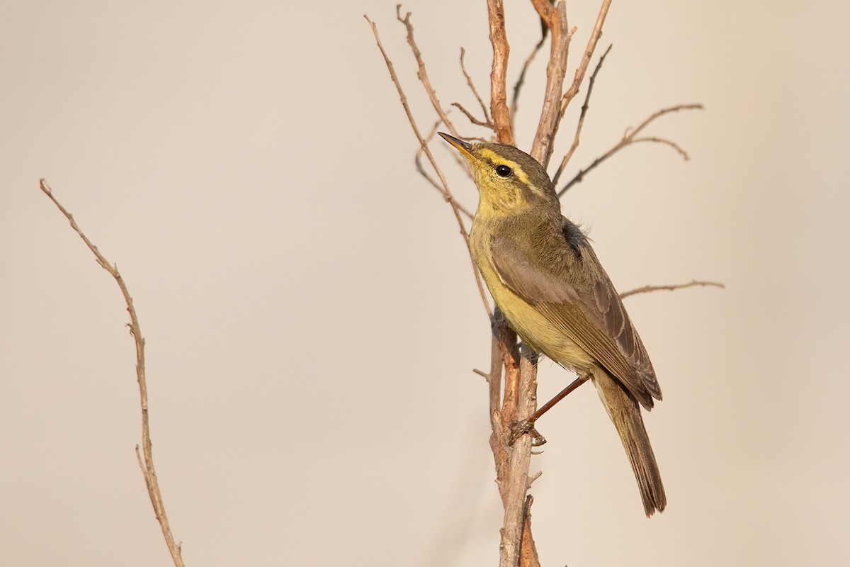 Tickell's Leaf Warbler (Alpine) - Ayuwat Jearwattanakanok