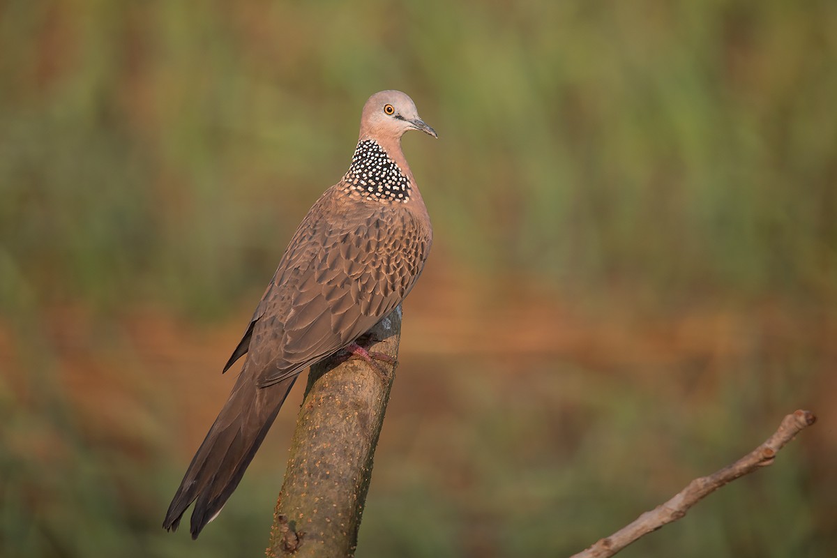 Spotted Dove (Eastern) - Ayuwat Jearwattanakanok