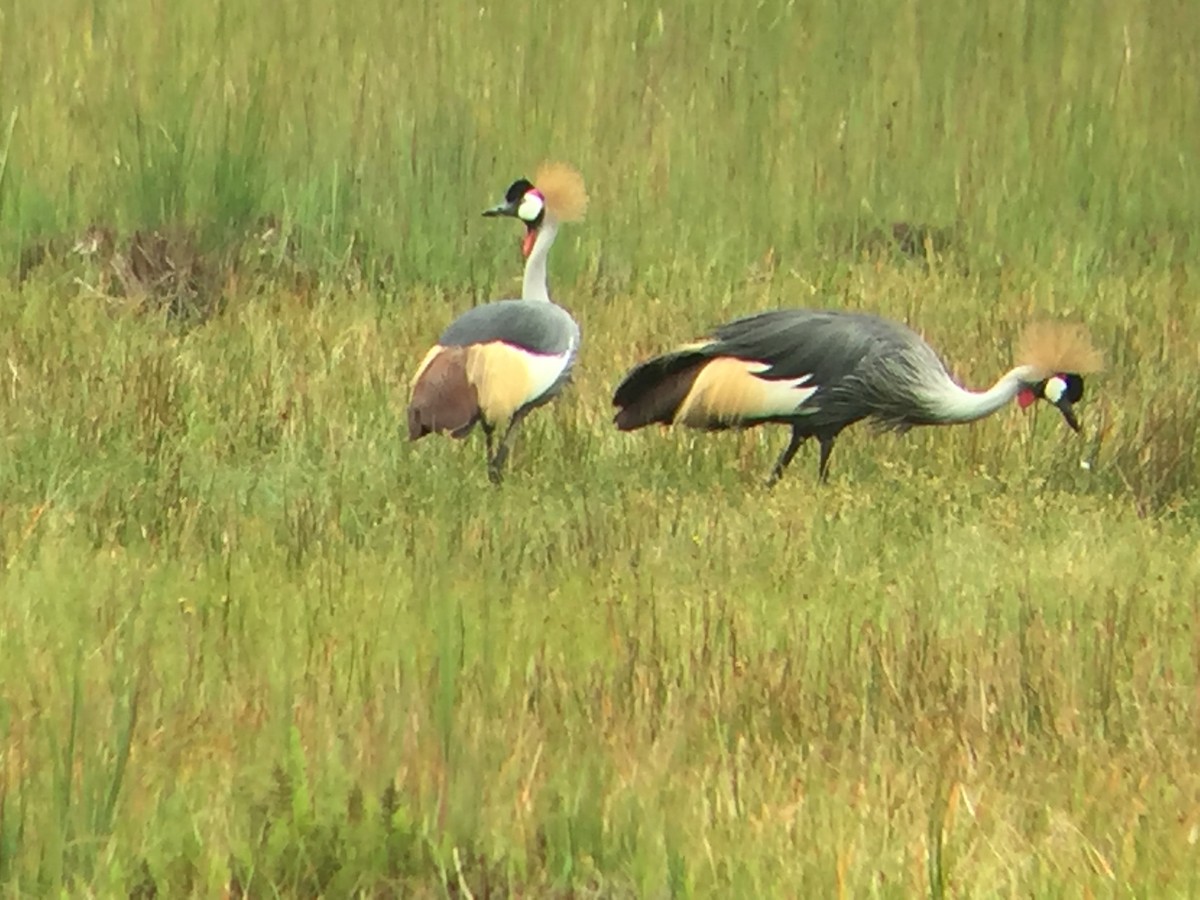 Gray Crowned-Crane - ML299834471