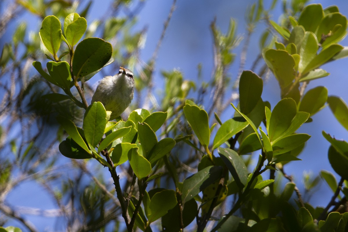 Chatham Island Gerygone - ML299834811