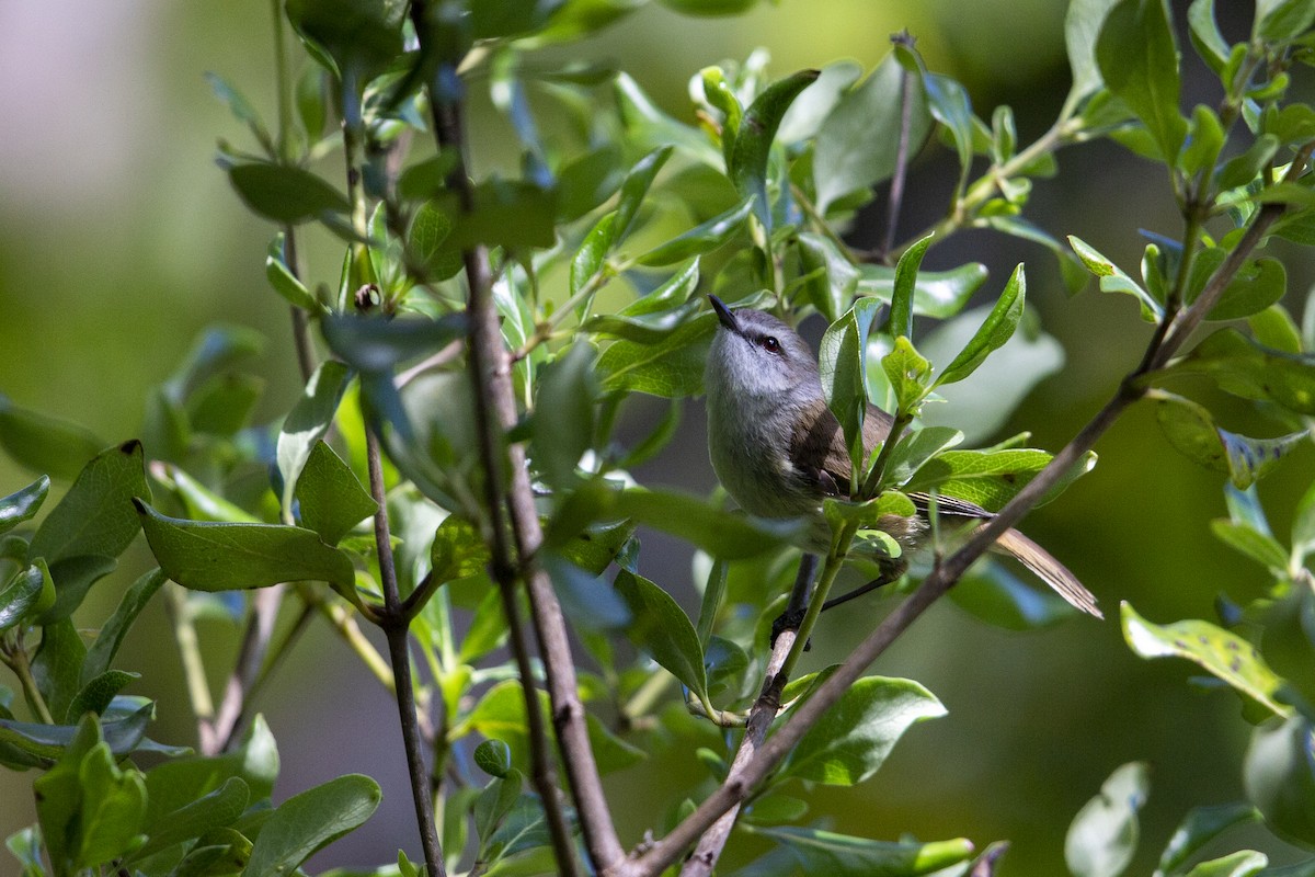 Chatham Island Gerygone - ML299834831