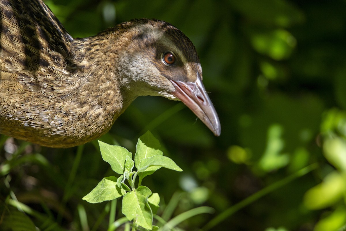 Weka - Michael Stubblefield