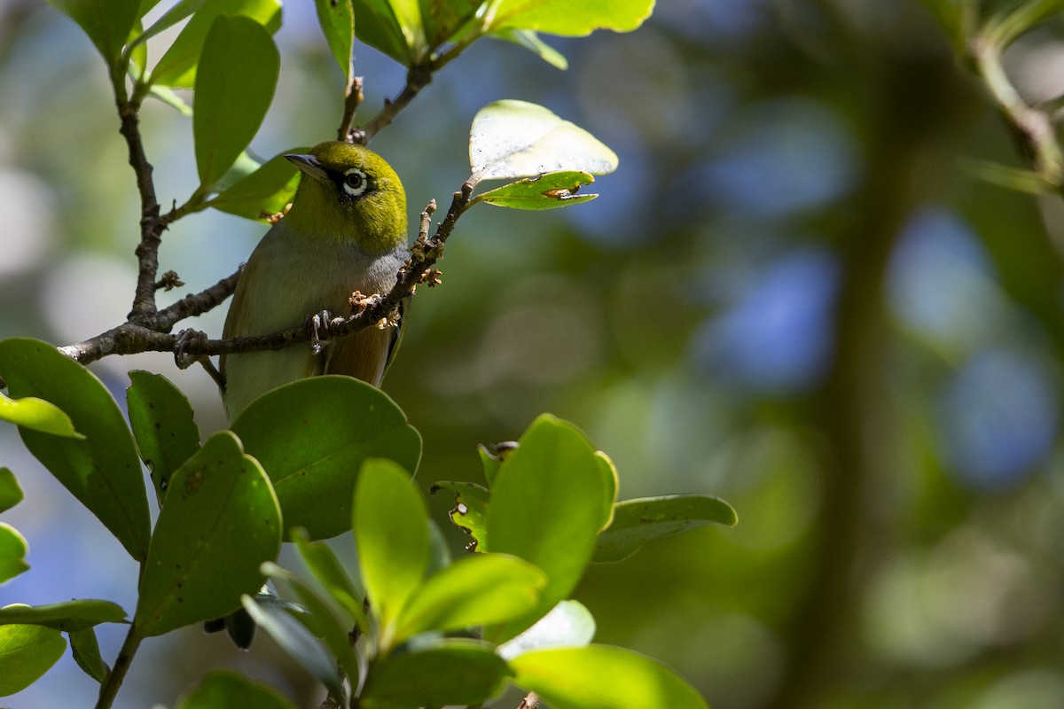 Silvereye - Michael Stubblefield