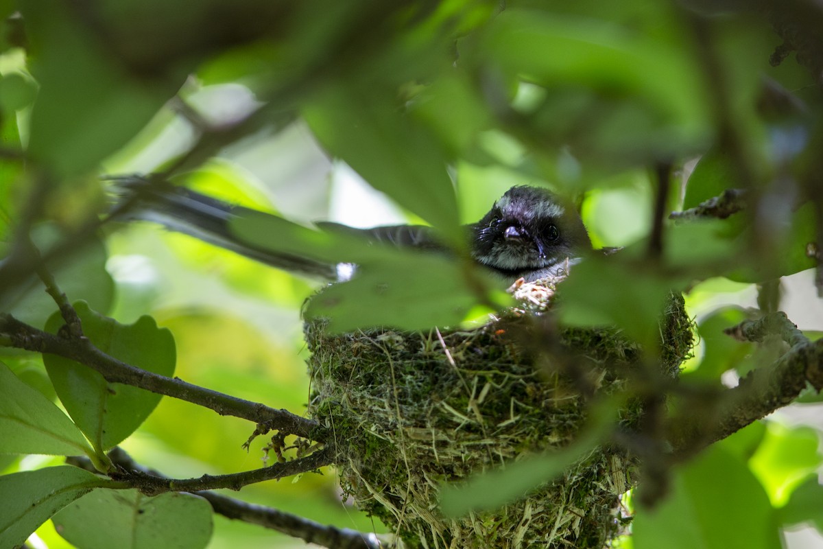 New Zealand Fantail - ML299834961