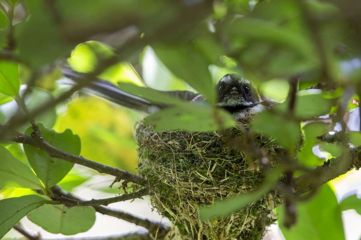 New Zealand Fantail - ML299834971