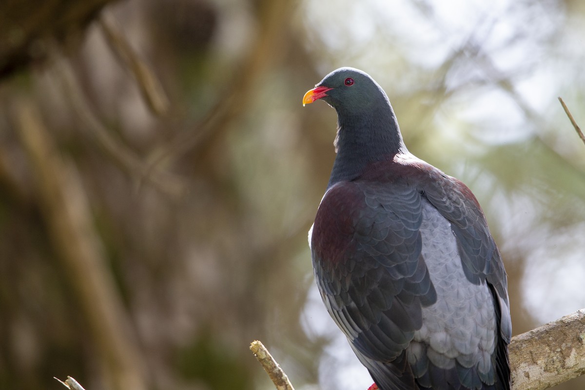 Chatham Island Pigeon - ML299835091