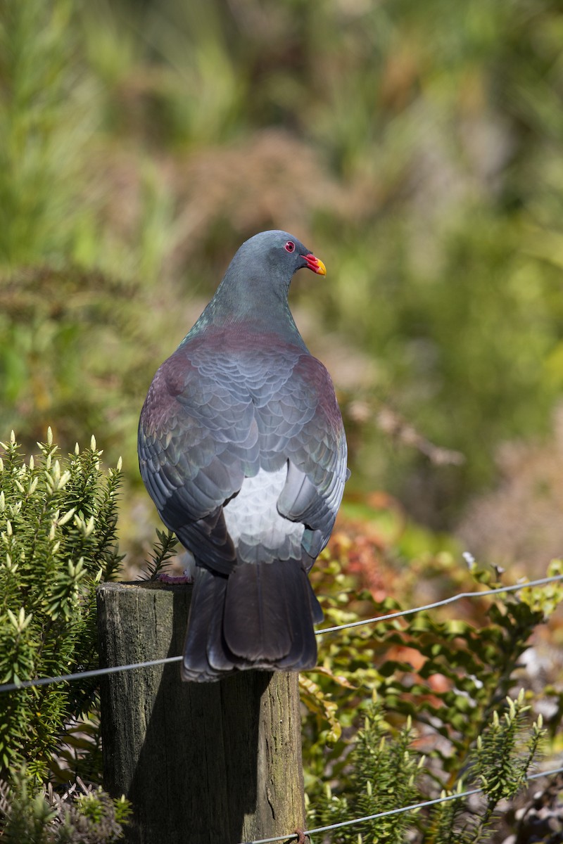 Chatham Island Pigeon - Michael Stubblefield