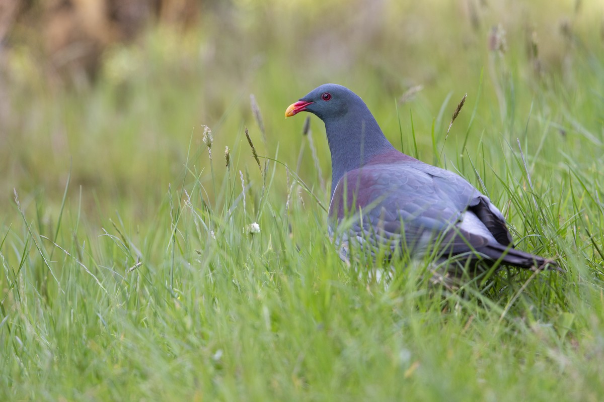 Chatham Island Pigeon - ML299835131