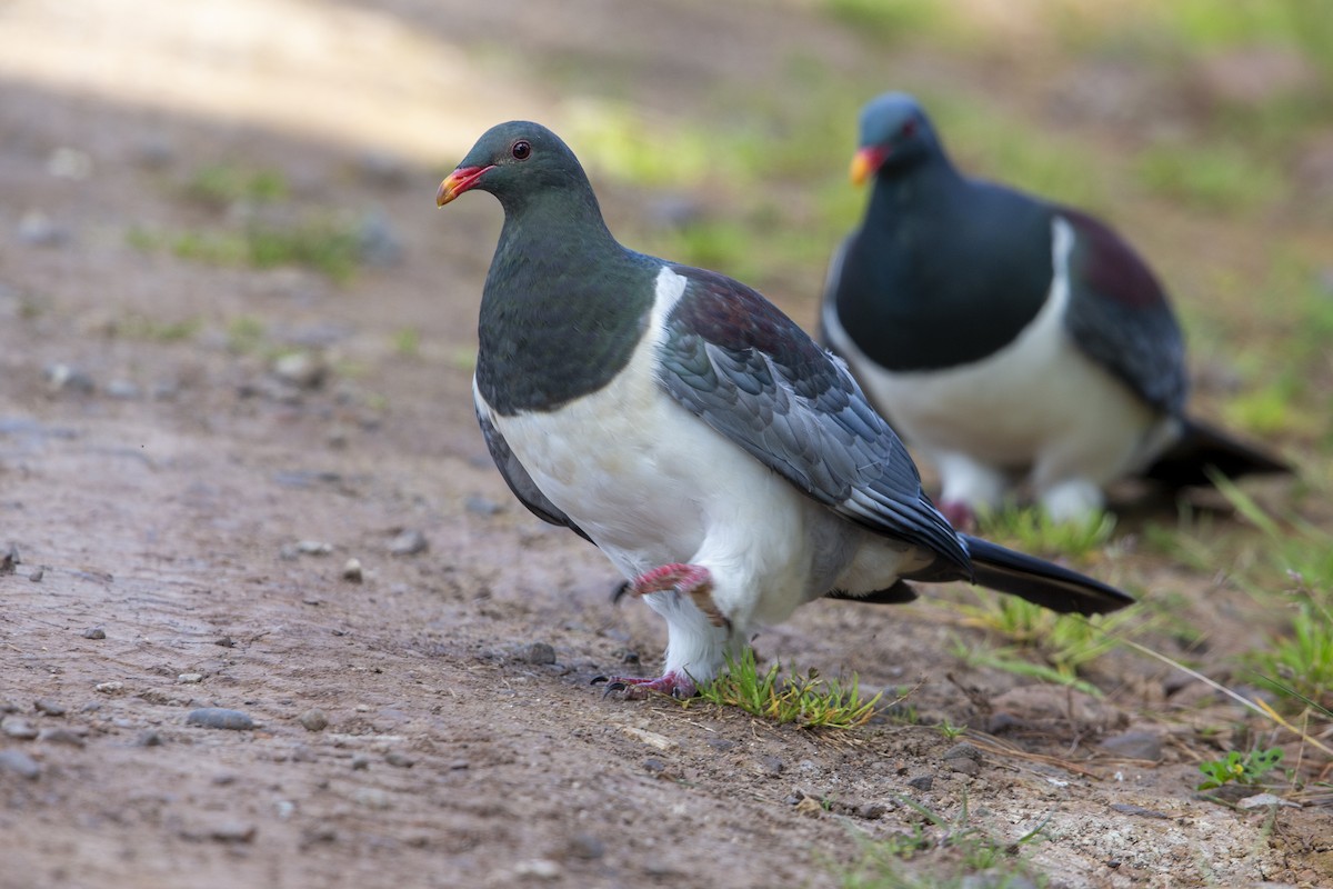 Chatham Islands Pigeon - ML299835171