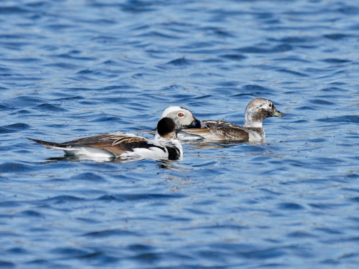 Long-tailed Duck - Ellen Askum