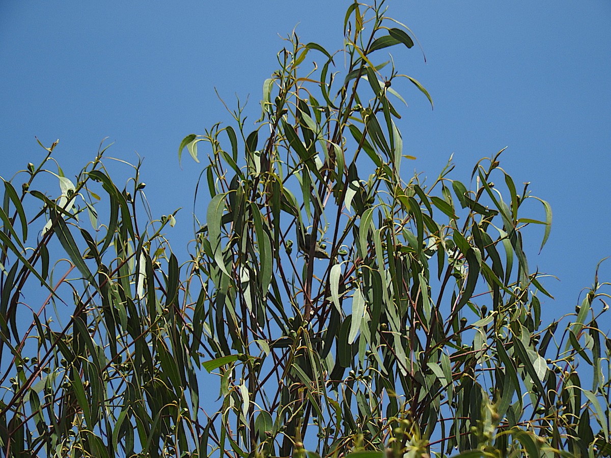 Striated Pardalote - ML299837351