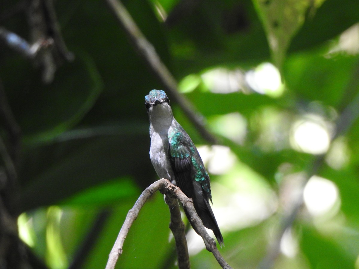 Violet-capped Woodnymph - ML299838601