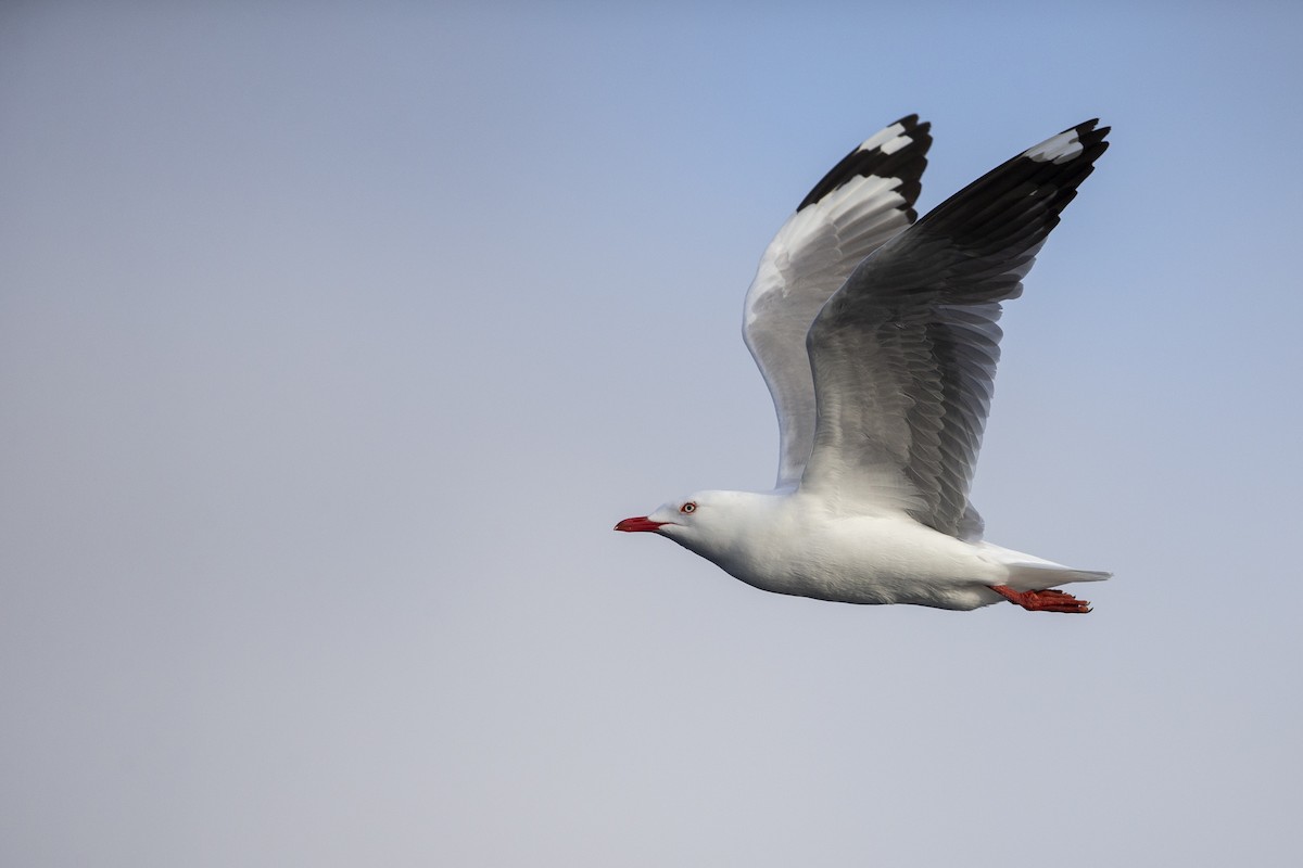 Gaviota Plateada (neozelandesa) - ML299839711