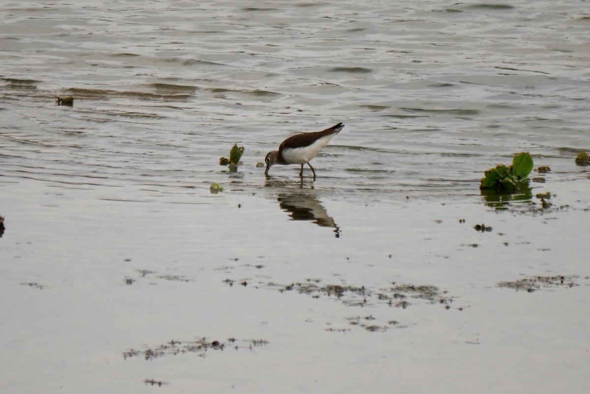 Green Sandpiper - Jian-Long(建龍) WU(吳)