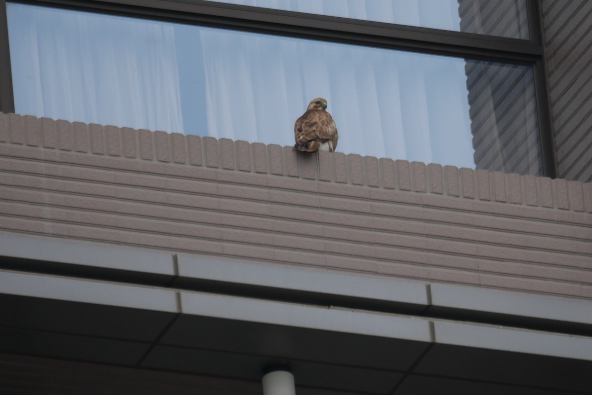 Eastern Buzzard - Jian-Long(建龍) WU(吳)